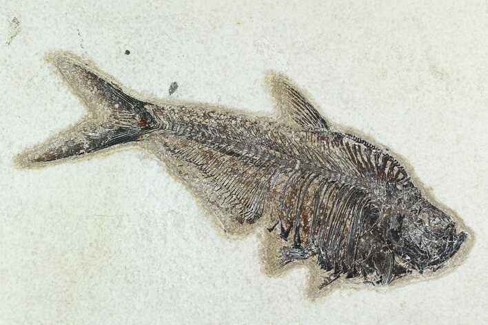 7.5" Fossil Fish (Diplomystus) - Green River Formation